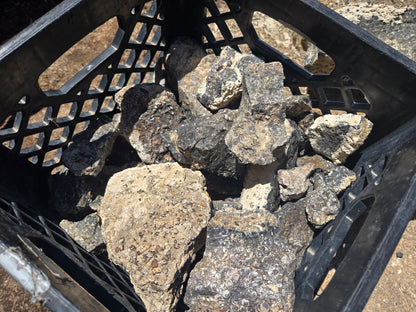 Turitella Agate