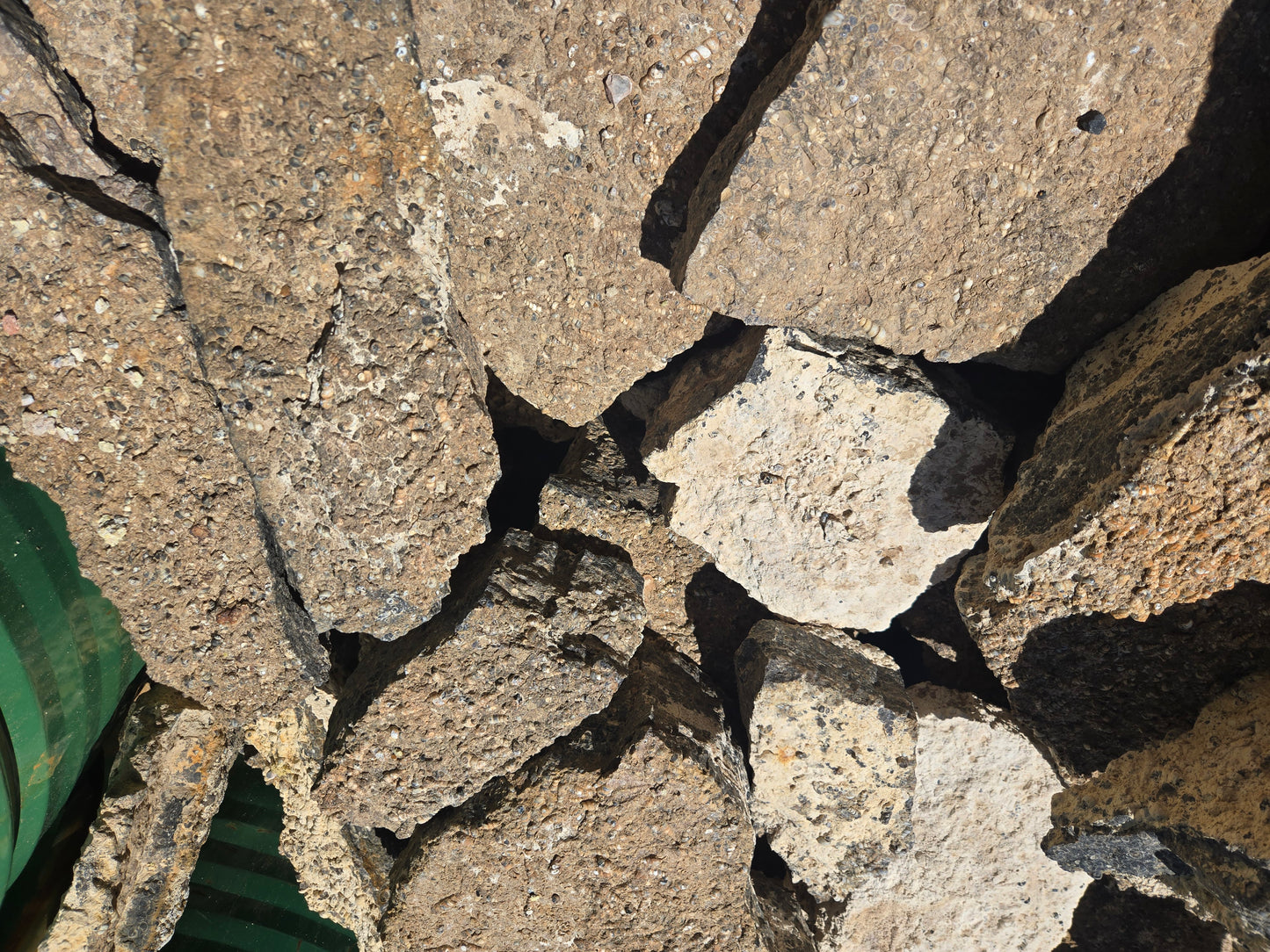Turitella Agate