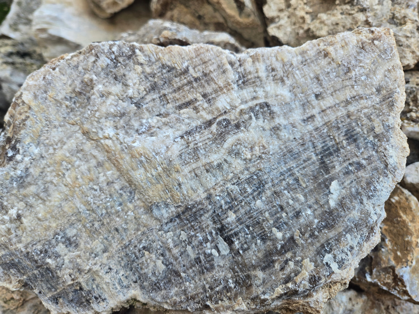 Root Beer Onyx w/ Aragonite