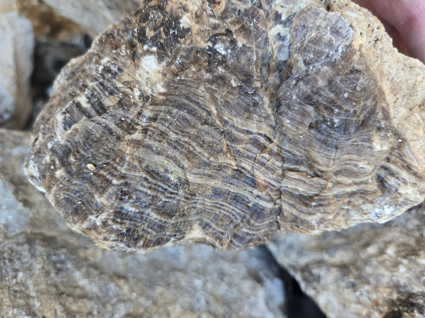 Root Beer Onyx w/ Aragonite