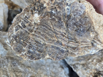 Root Beer Onyx w/ Aragonite