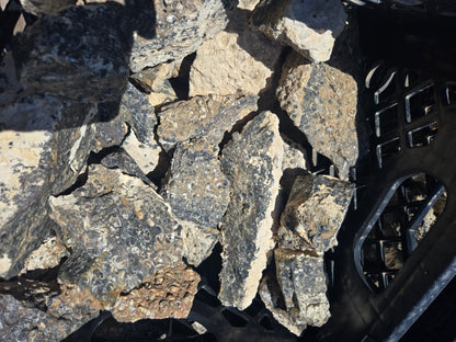 Turitella Agate