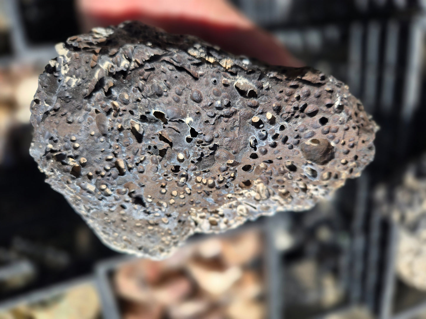 Bubble Basalt: Volcano Stone