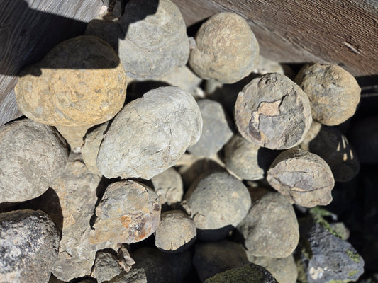 Septarian Nodules: Apatite, Aragonite, Calcite