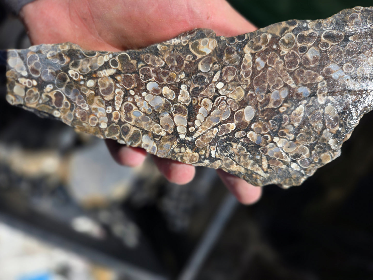 Turitella Agate