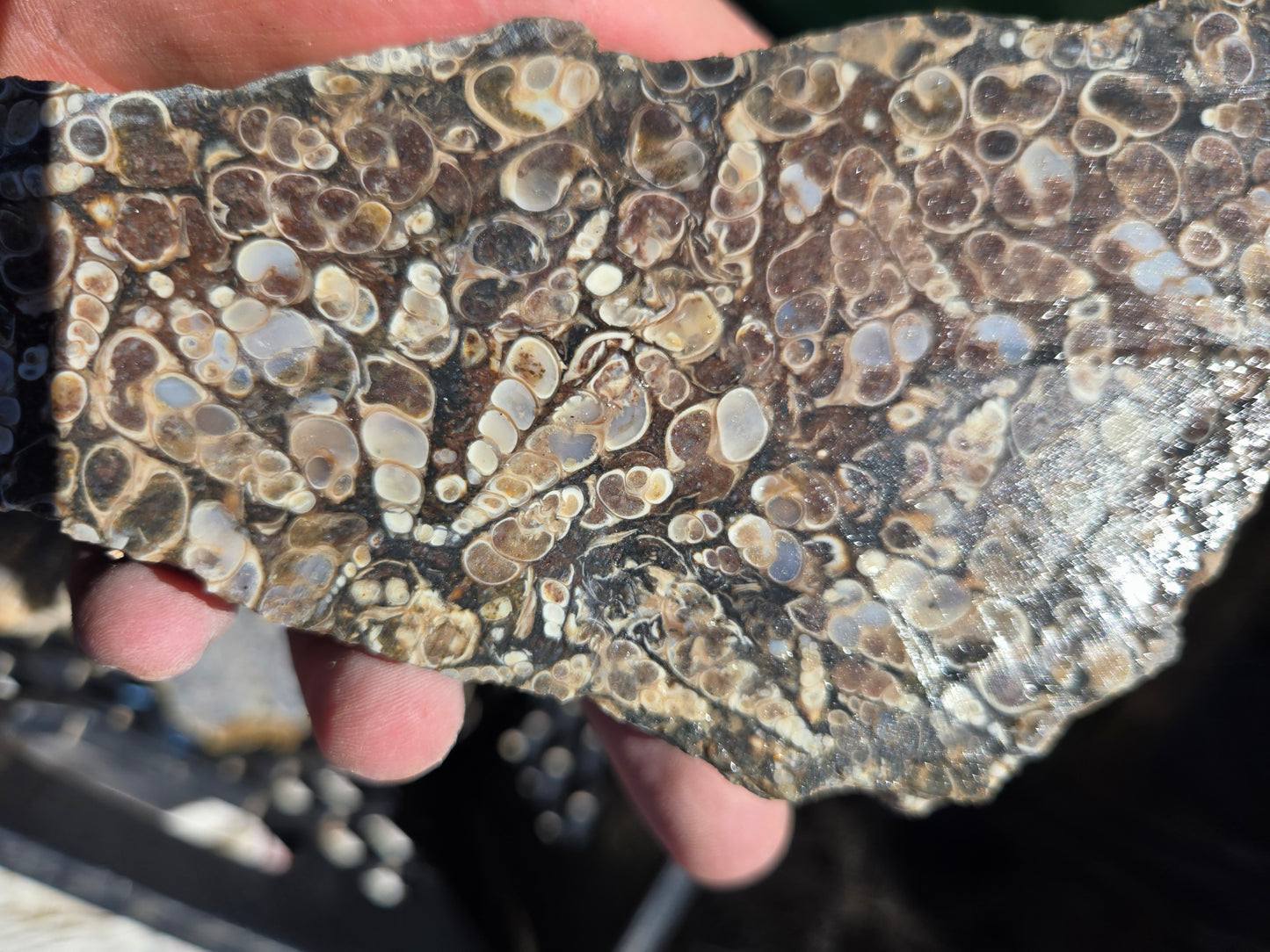 Turitella Agate