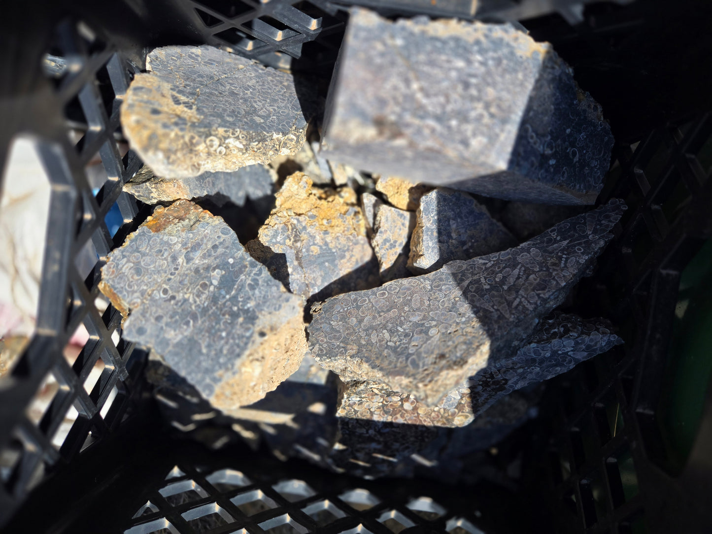 Turitella Agate