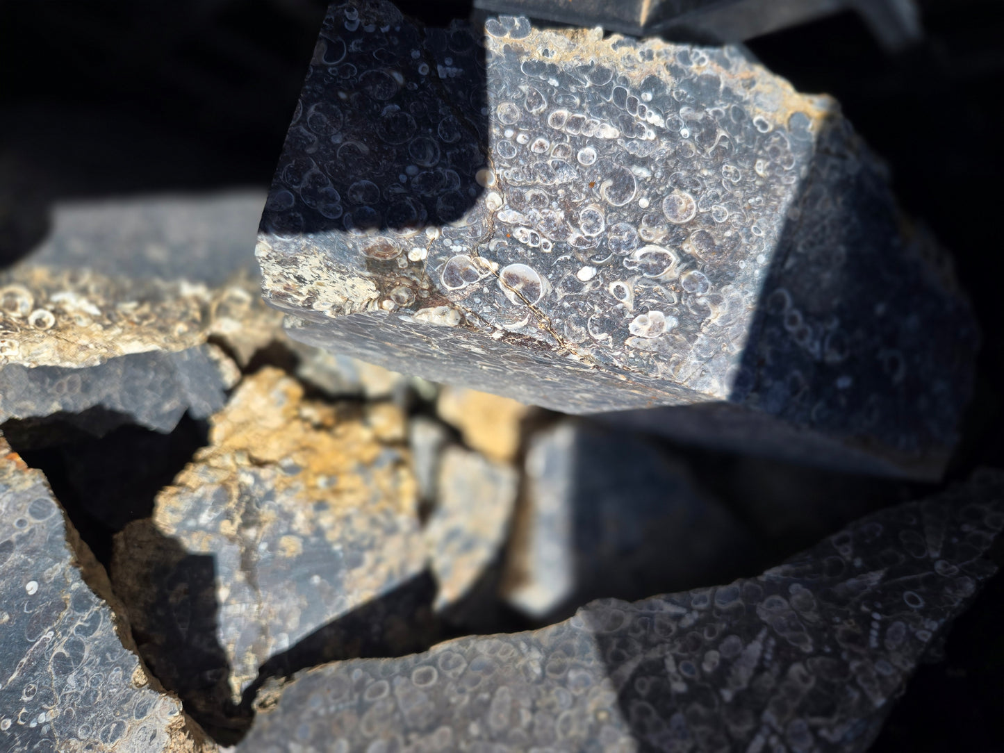 Turitella Agate