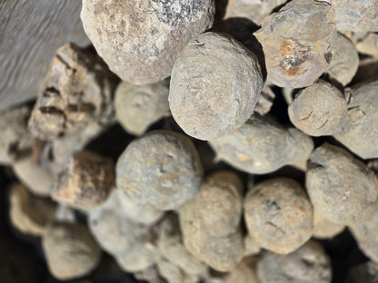 Septarian Nodules: Apatite, Aragonite, Calcite