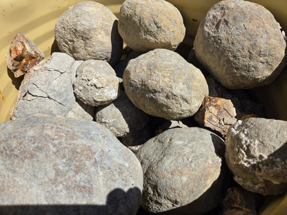 Septarian Nodules: Apatite, Aragonite, Calcite