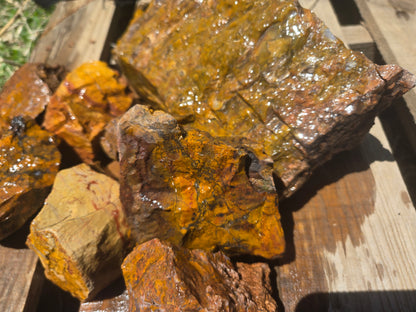 Jasper, Yellow: Canary Day