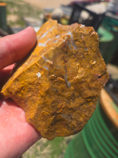 Jasper, Yellow: Canary Day