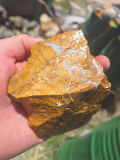 Jasper, Yellow: Canary Day