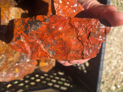 Jasper, Red: Paparika Red