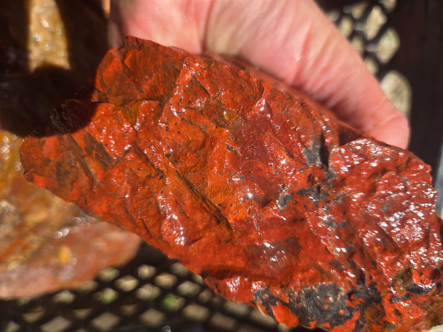 Jasper, Red: Paparika Red