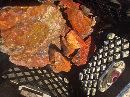 Jasper, Red: Paparika Red