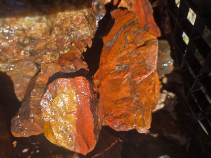 Jasper, Red: Paparika Red