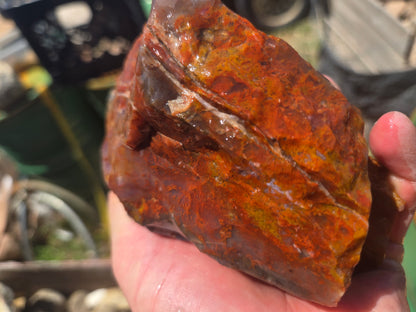 Jasper, Red: Paparika Red