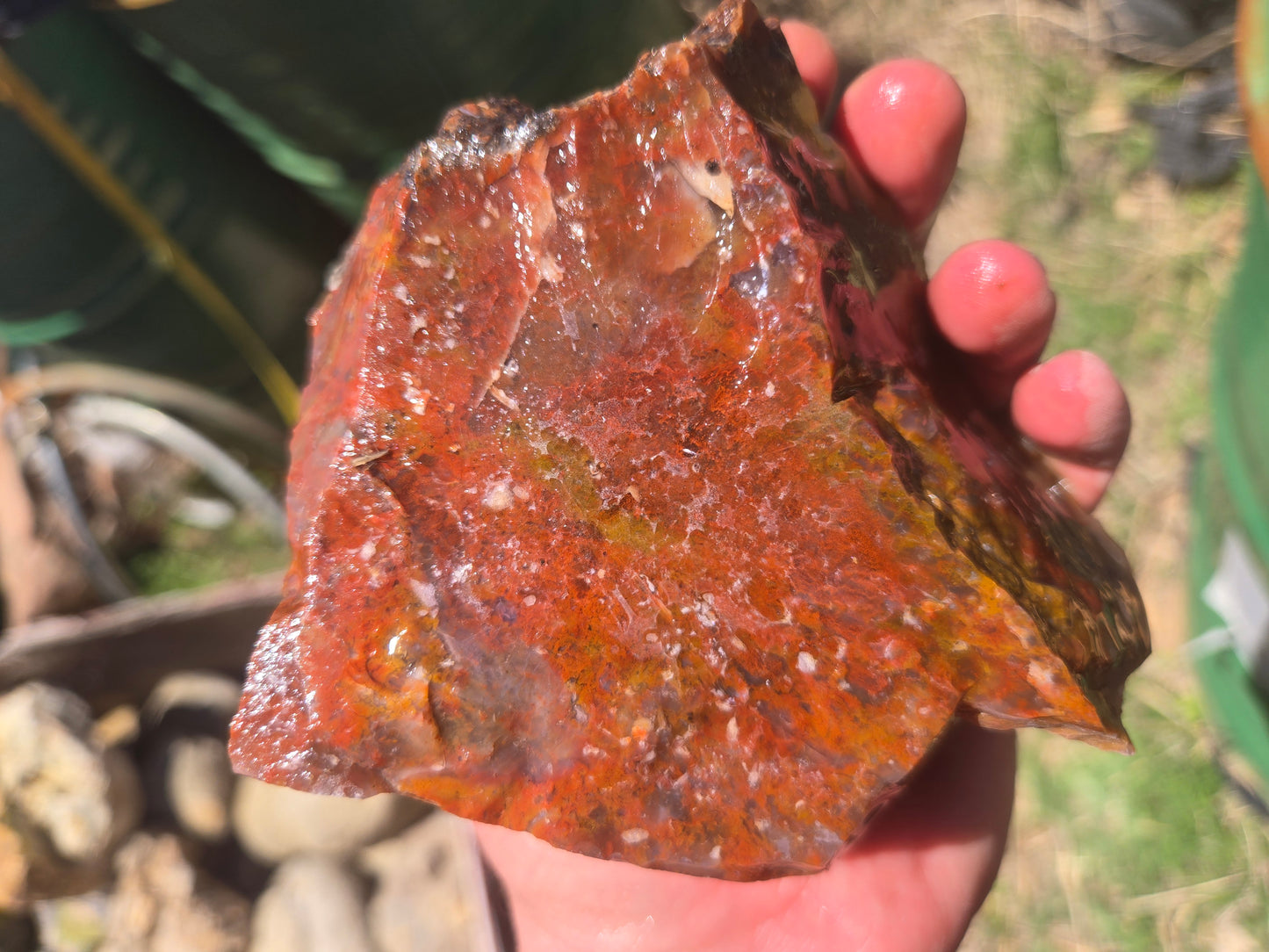 Jasper, Red: Paparika Red