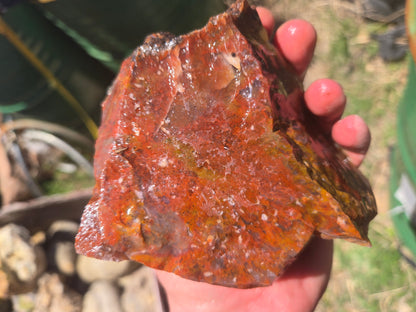 Jasper, Red: Paparika Red