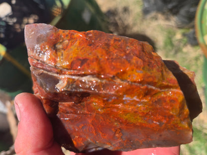 Jasper, Red: Paparika Red