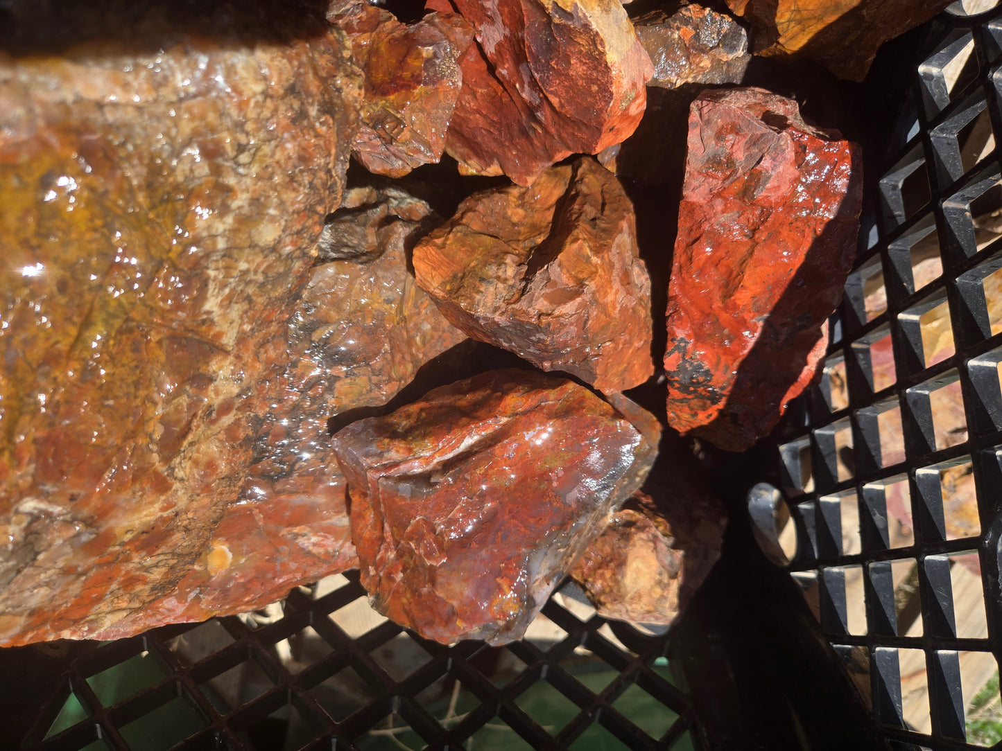 Jasper, Red: Paparika Red
