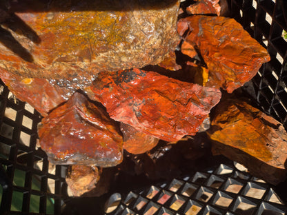 Jasper, Red: Paparika Red