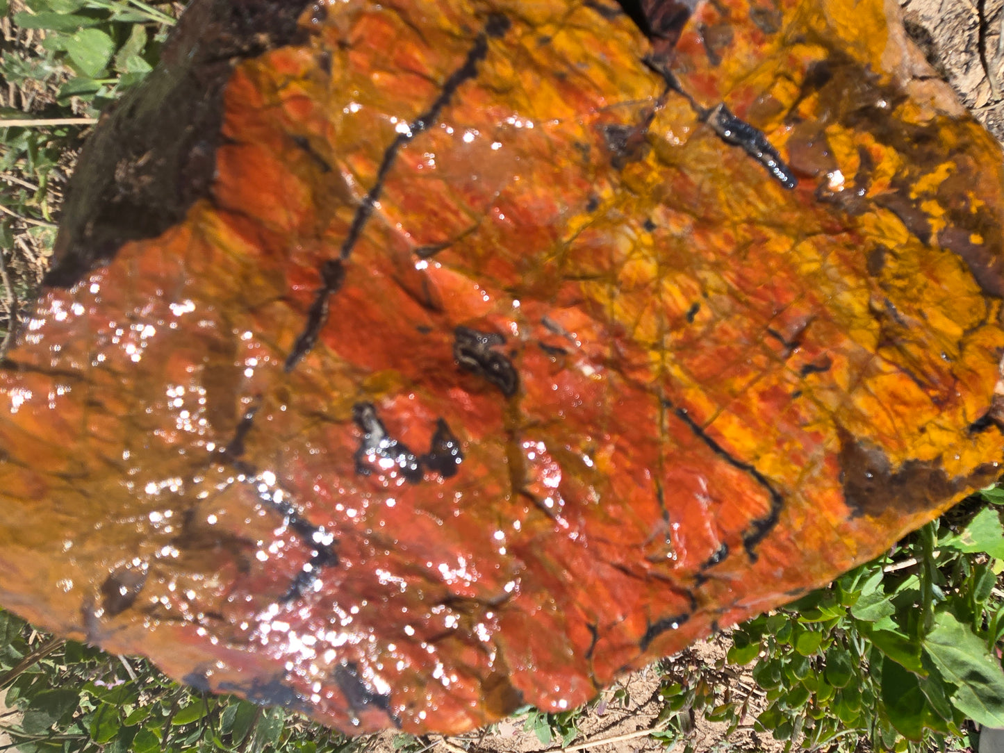 Jasper, Red: Paparika Red