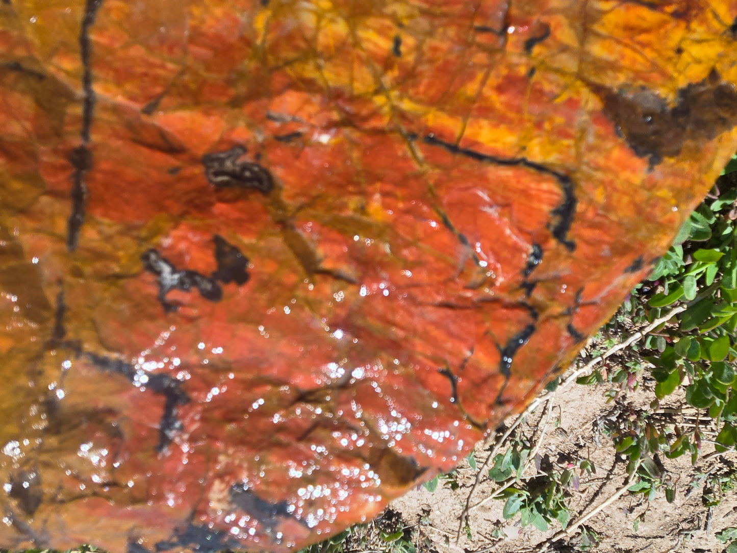 Jasper, Red: Paparika Red