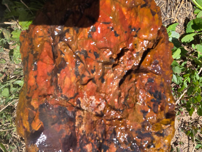 Jasper, Red: Paparika Red