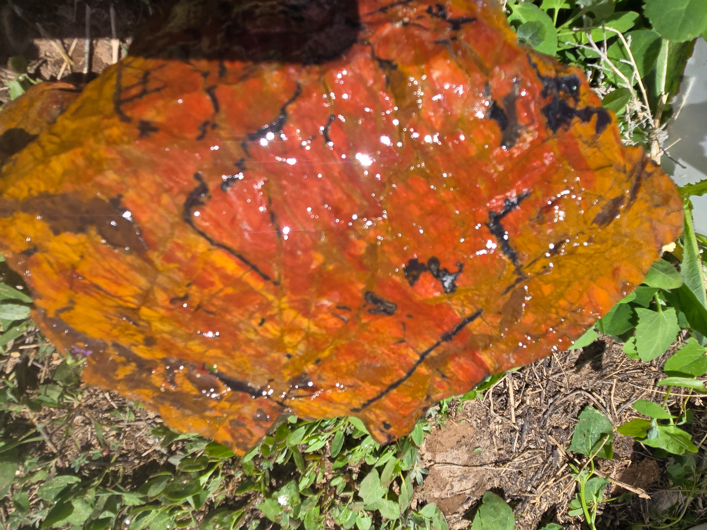 Jasper, Red: Paparika Red