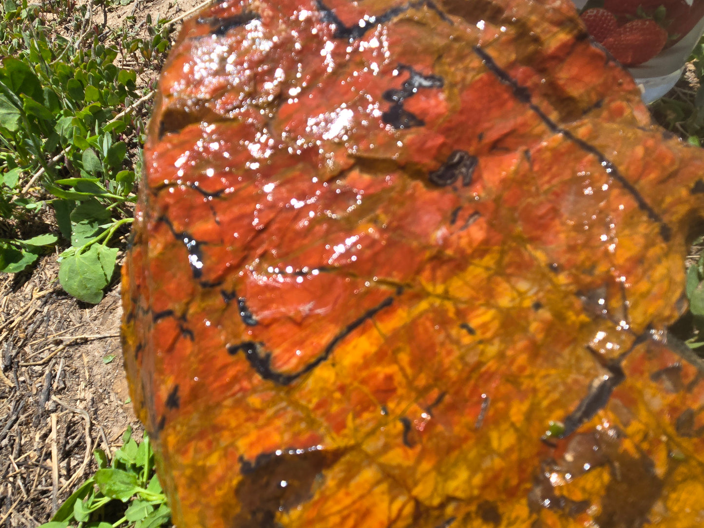Jasper, Red: Paparika Red