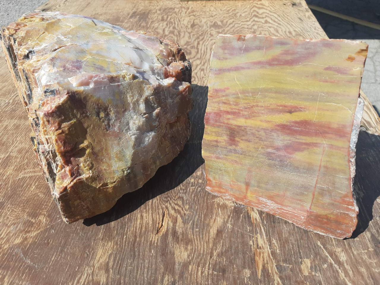 Petrified Wood: Colorful/Rainbow/Red
