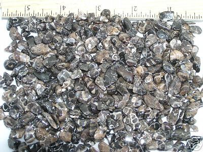 Turitella Agate