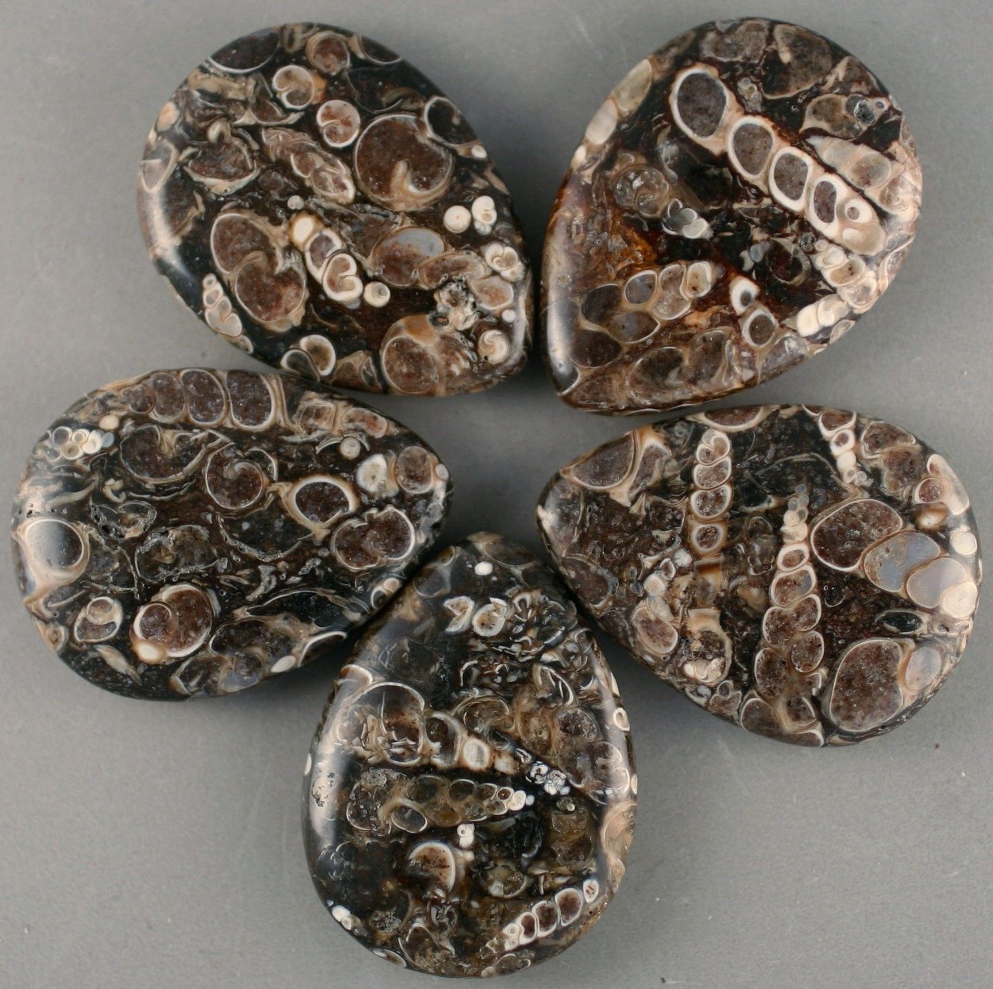 Turitella Agate