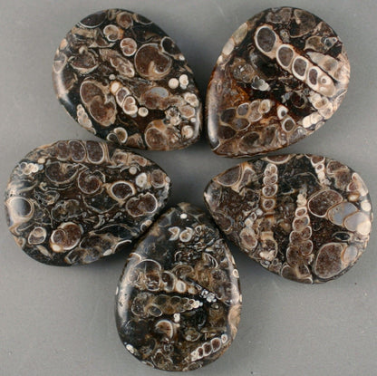 Turitella Agate