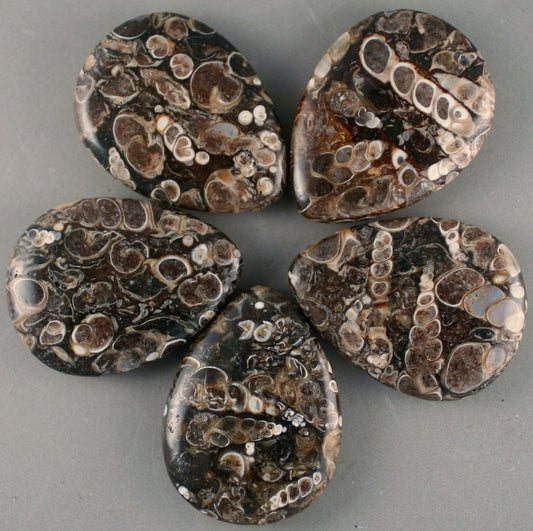 Turitella Agate