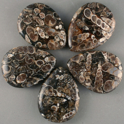 Turitella Agate