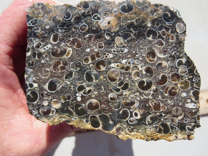 Turitella Agate