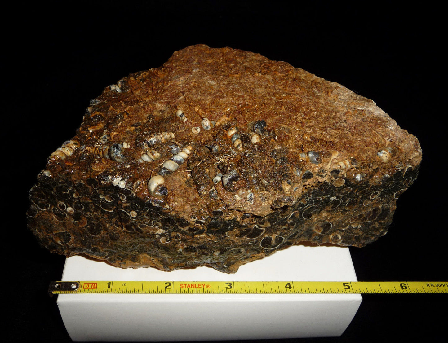 Turitella Agate