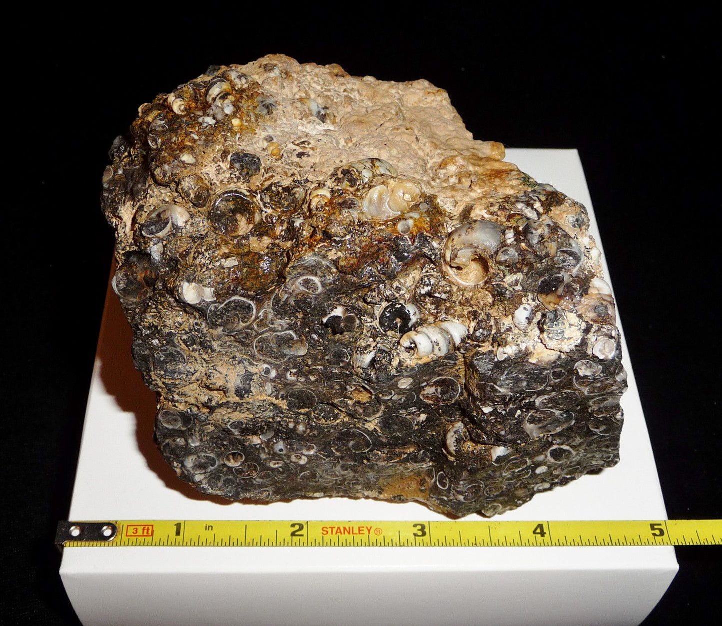 Turitella Agate