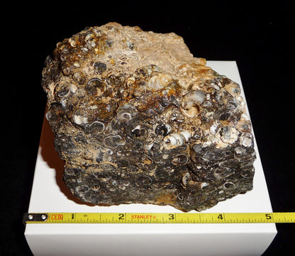 Turitella Agate