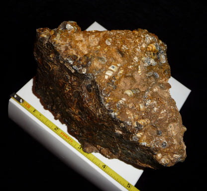 Turitella Agate