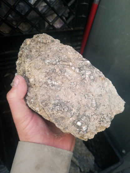 Turitella Agate