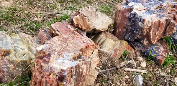 Petrified Wood