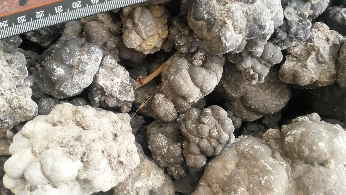 Barite Nodules, Barite after Coprolite: Rare Earth Nodules