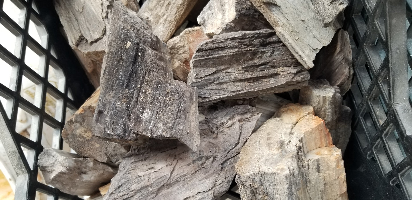 Petrified Wood: Dark