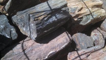 Petrified Wood: Dark