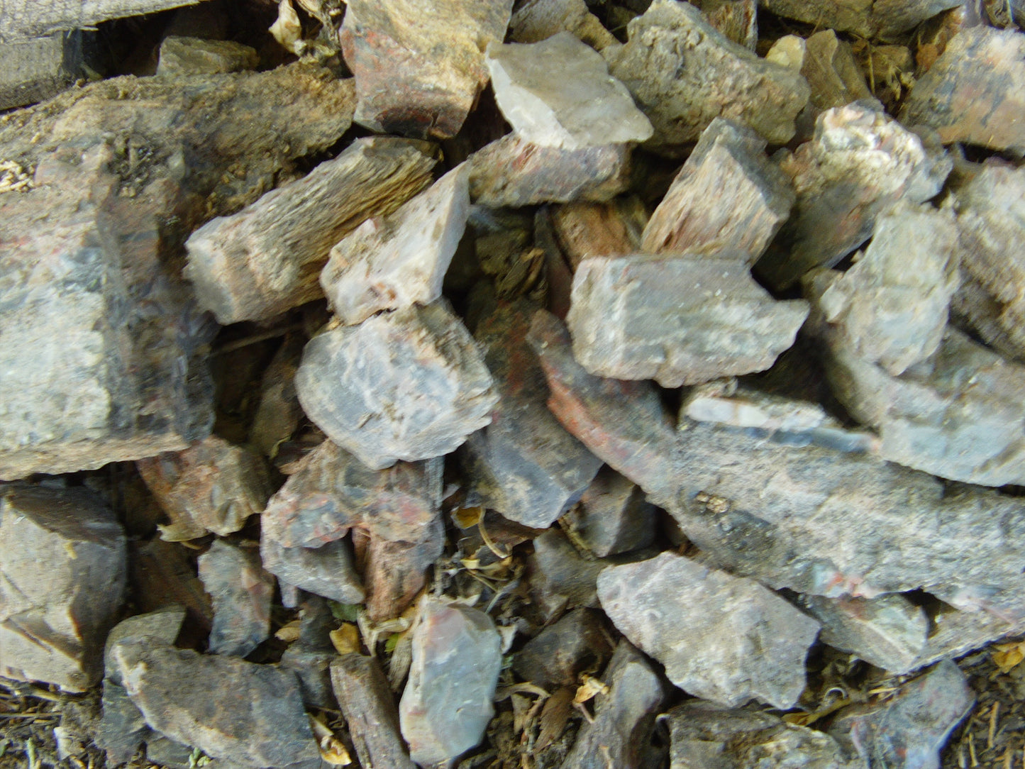 Petrified Wood: Colorful/Rainbow/Red
