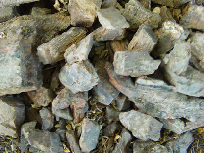 Petrified Wood: Colorful/Rainbow/Red